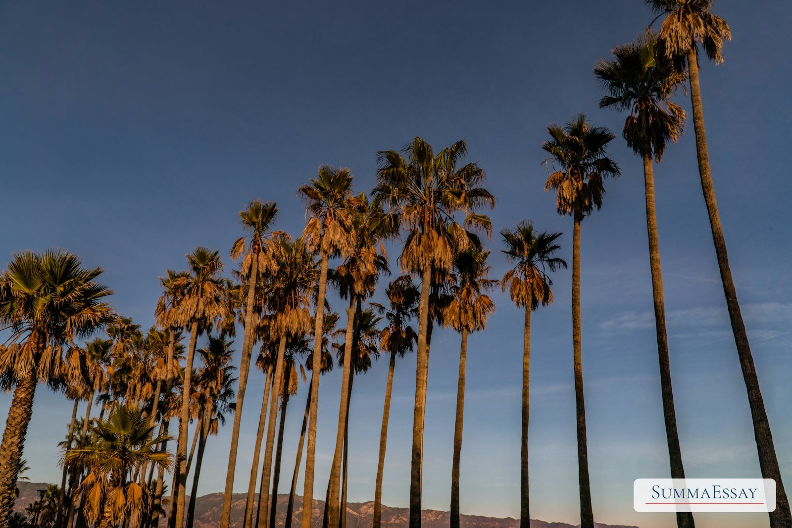 Palm trees on a University of California-style campus